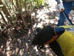 Acanthinodera cumingii