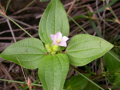 Osbeckia