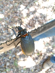 Acanthinodera cumingii