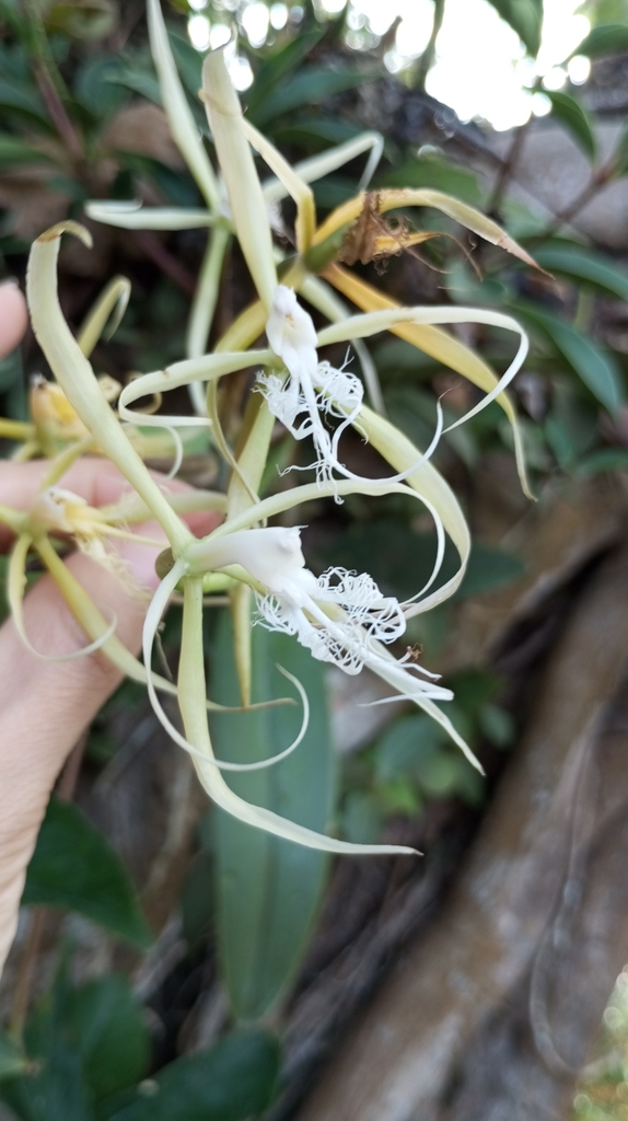 Epidendrum megalemmum Carnevali & G.A.Romero 2