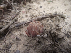 Haworthia cooperi isabellae