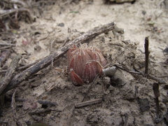 Haworthia cooperi isabellae