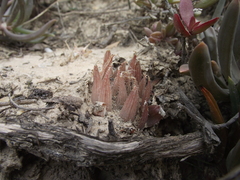 Haworthia cooperi isabellae