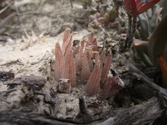 Haworthia cooperi isabellae