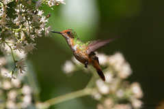 Short-Crested Coquette photo 4
