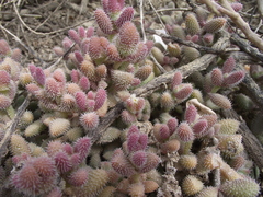 Delosperma echinatum