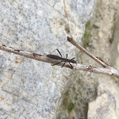 Micrelytra fossularum