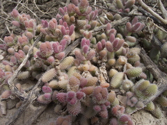 Delosperma echinatum