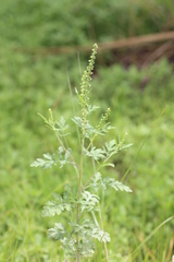 Ambrosia maritima
