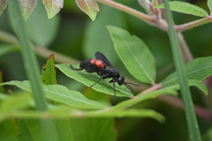 Anoplius americanus