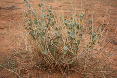 Pergularia tomentosa