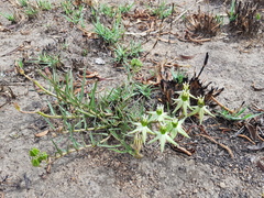Asclepias eminens