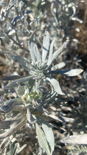 Silver Sagebrush