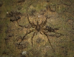 Tamopsis brachycauda