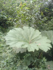 Gunnera