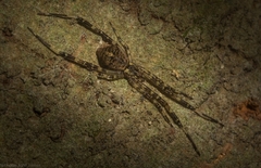 Janula bicornis