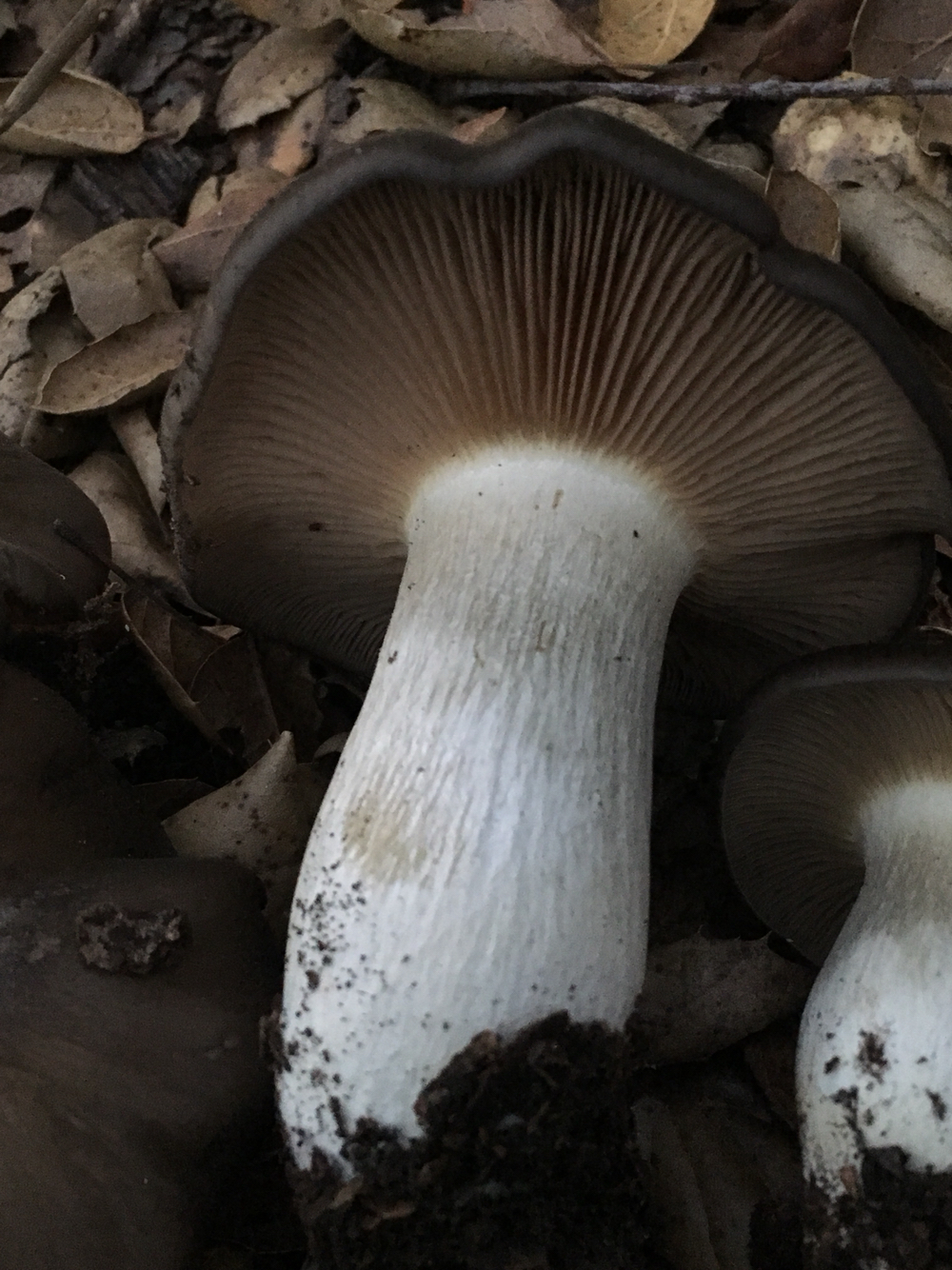 Entoloma ferruginans image