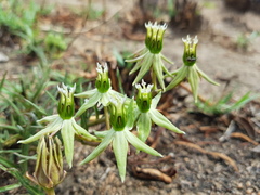 Asclepias eminens