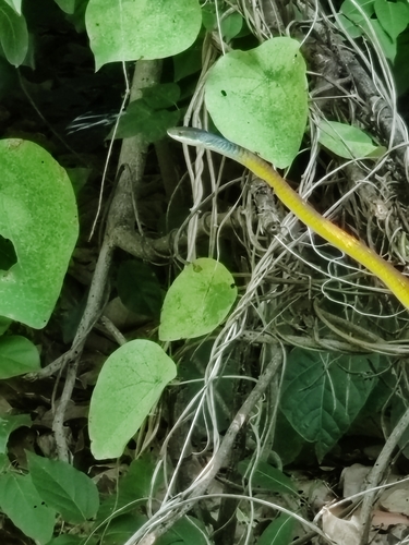 Common Tree Snake sighting