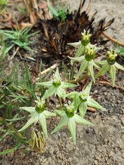 Asclepias eminens