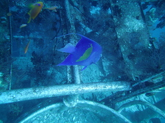 Pomacanthus maculosus