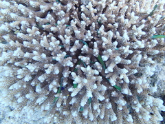 Acroporidae
