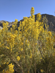 Ericameria paniculata