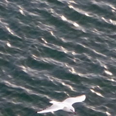 Chroicocephalus ridibundus