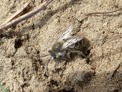 Colletes inaequalis
