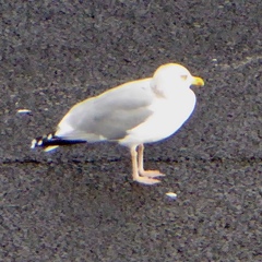 Larus argentatus