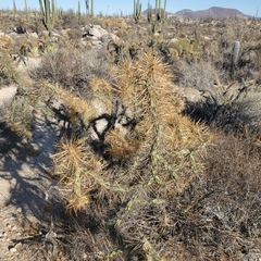 Cylindropuntia molesta
