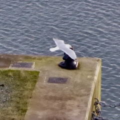 Larus argentatus