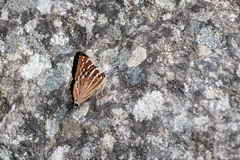 Dodona dipoea