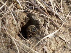 Colletes inaequalis
