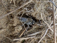 Colletes inaequalis