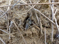 Colletes inaequalis