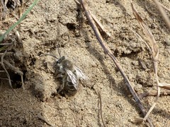 Colletes inaequalis