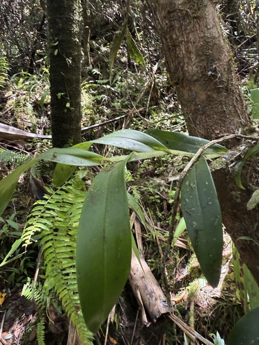 Epidendrum portoricense Hágsater & Ackerman