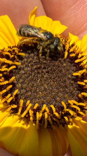 iNaturalist observation photo of Furrow Bees