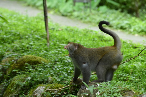 タイワンザル