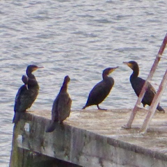 Phalacrocorax carbo