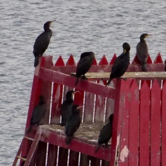 Phalacrocorax carbo