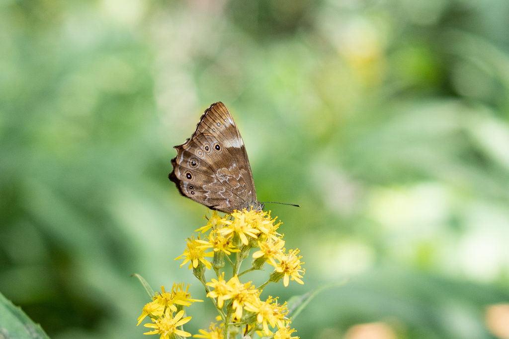 White-wedged Woodbrown