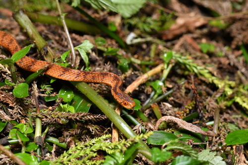 Formosa Slug Snake, Pareas formosensis