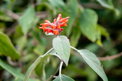 Colquhounia coccinea