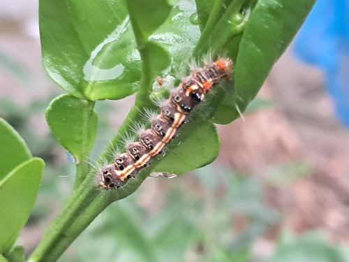 Orvasca subnotata