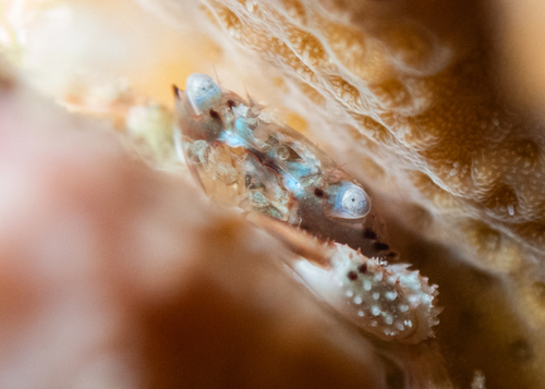 Domecia glabra observed 2025-08-26