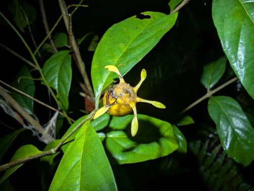 False gardenia (Heinsia crinita)