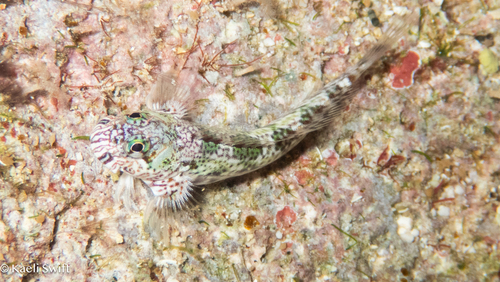 Entomacrodus niuafoouensis observed 2025-08-26