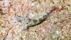 Tattoo-Chin Rockskipper photo 2
